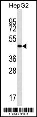 TMCC3 Antibody