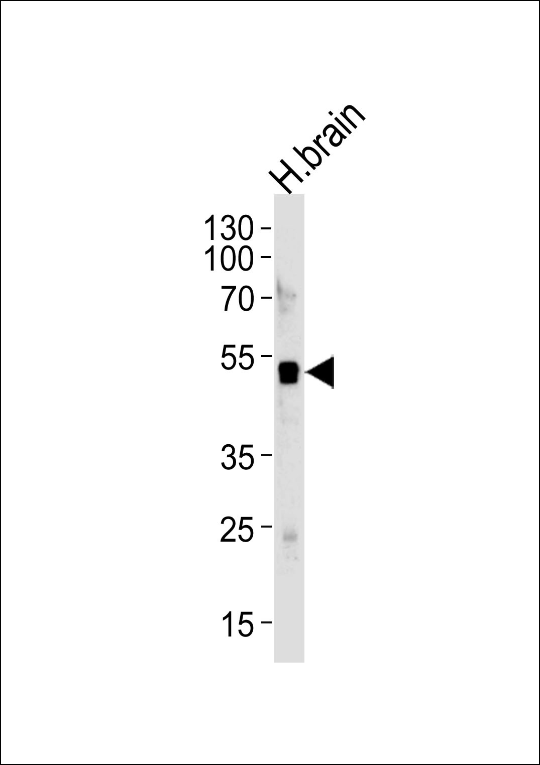 ELAVL3 Antibody