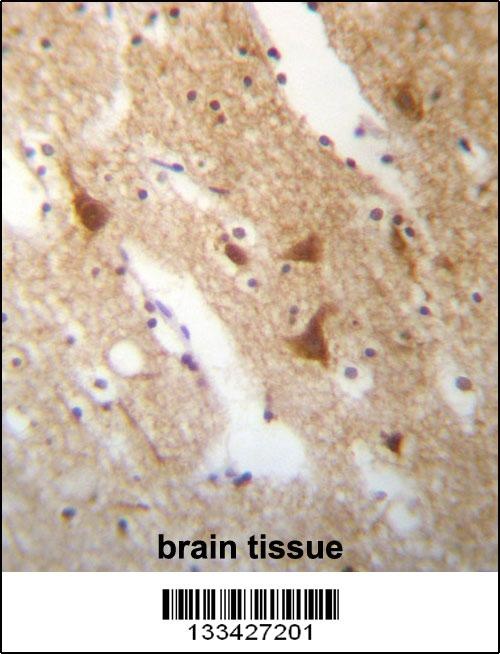 ELAVL3 Antibody