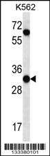 PI15 Antibody