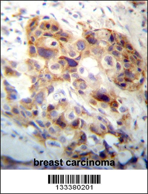 PI15 Antibody