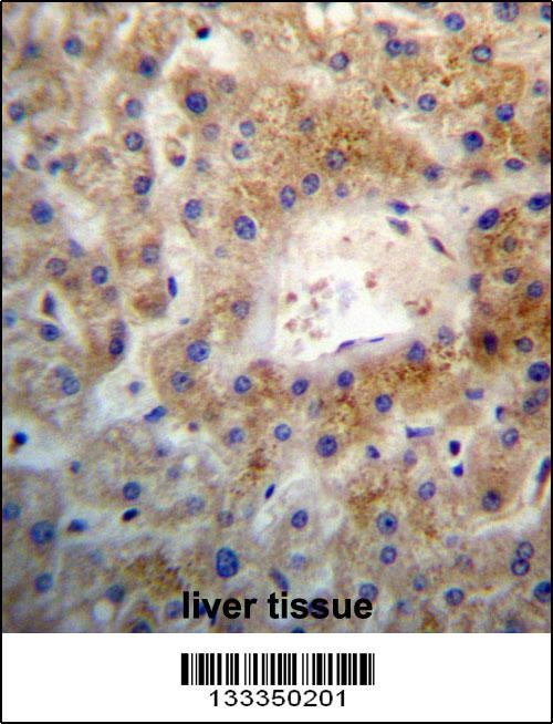 ARHGEF26 Antibody