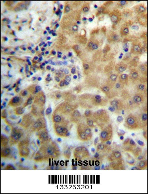 TRIM4 Antibody