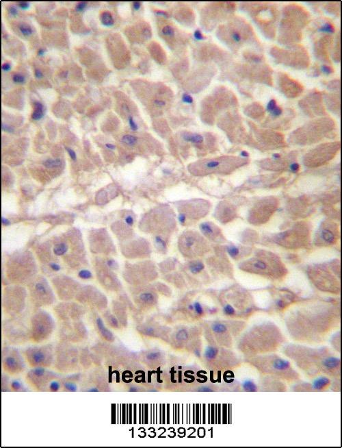 TRIM11 Antibody