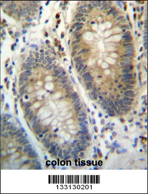 TEX261 Antibody
