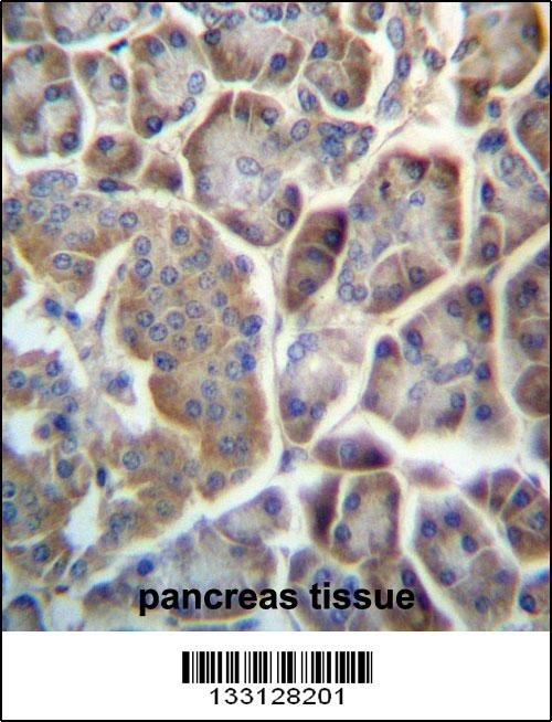 TMED9 Antibody