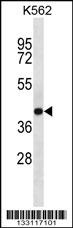 SEC14L4 Antibody
