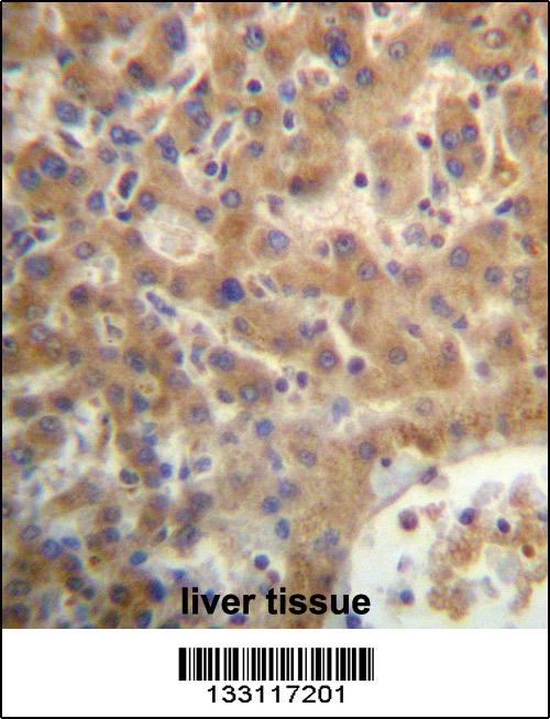 SEC14L4 Antibody