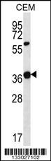 WNT16 Antibody