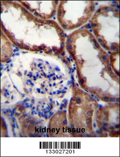 WNT16 Antibody