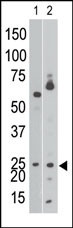 BNIP3 Antibody