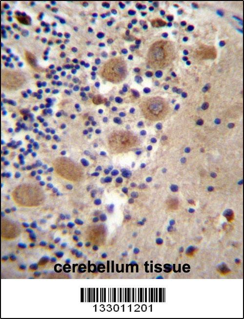 AFG3L2 Antibody