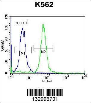RAB3D Antibody