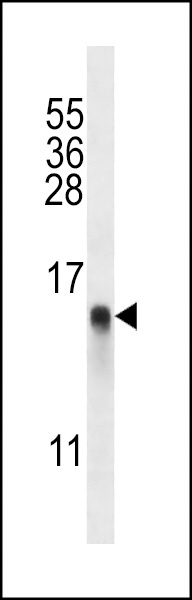 RPL34 Antibody