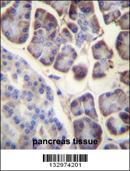 RPL34 Antibody