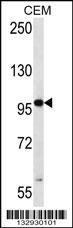 RNF43 Antibody