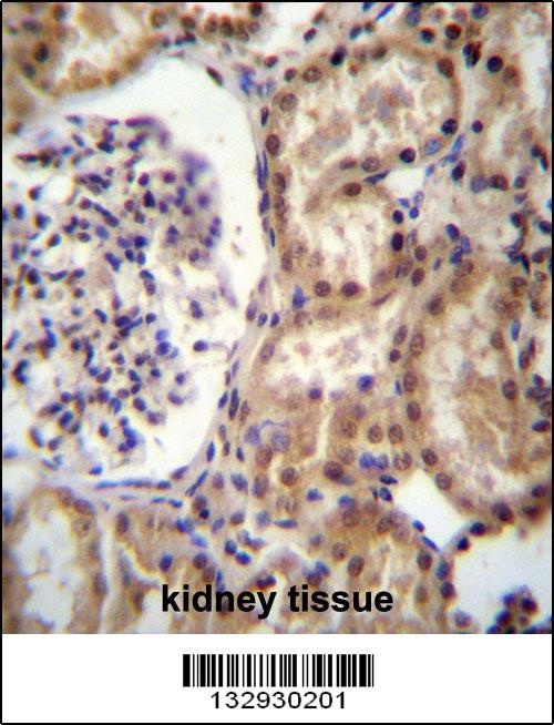 RNF43 Antibody