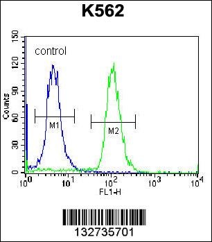 AMELX Antibody