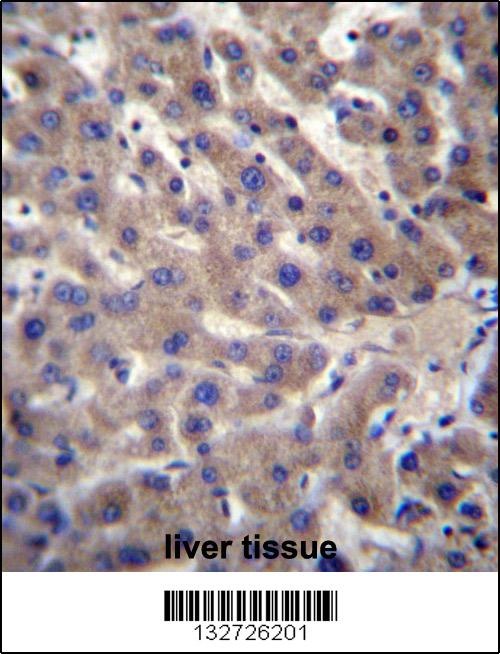 CNTLN Antibody
