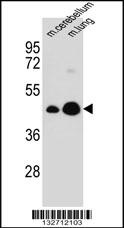 ITM2B Antibody