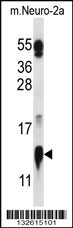 COX5A Antibody