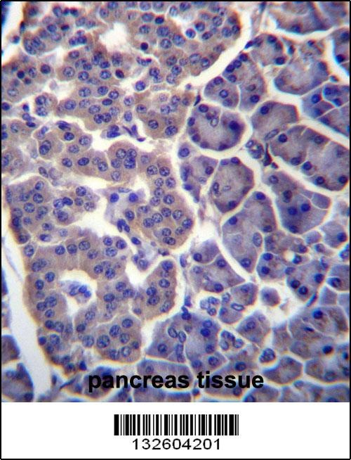 TM9SF2 Antibody