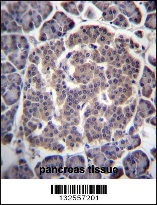 UGGT1 Antibody