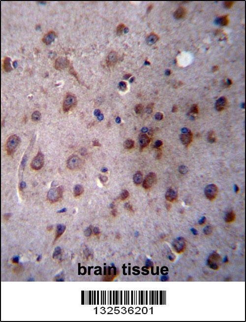 TMED2 Antibody