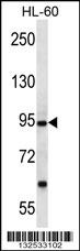 PCDHA12 Antibody