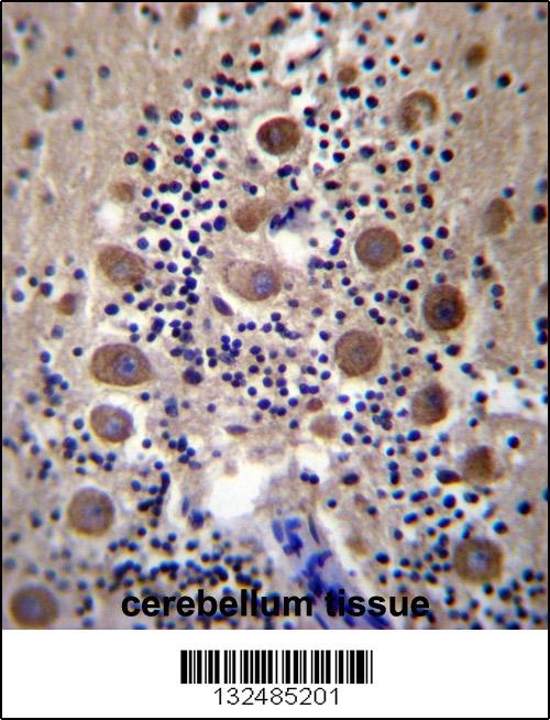 GPRASP2 Antibody