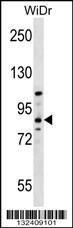 HOOK1 Antibody