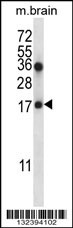 COPZ1 Antibody