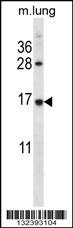 RPL27 Antibody