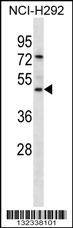 GP2 Antibody