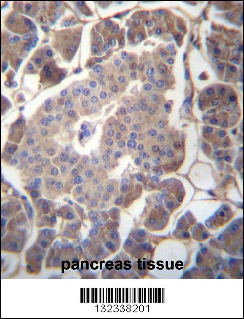 GP2 Antibody