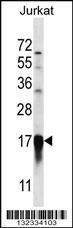 PFDN5 Antibody