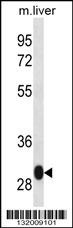 LSM12 Antibody