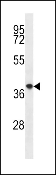 PQLC2 Antibody