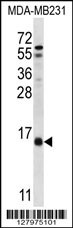 HINT3 Antibody