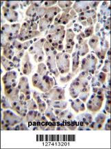 MESP1 Antibody