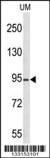 KAT2A Antibody
