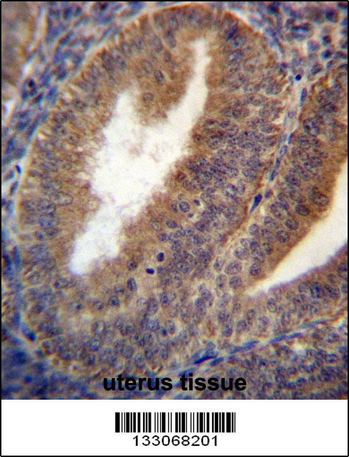 RRAGC Antibody