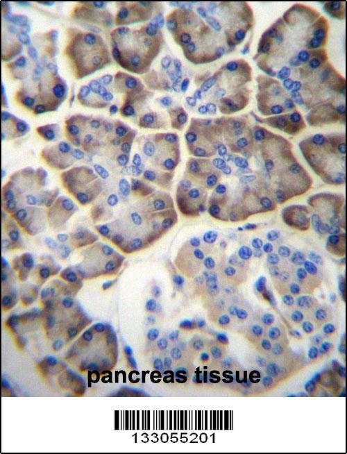 KCNV2 Antibody
