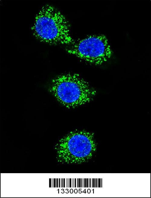 MPP3 Antibody