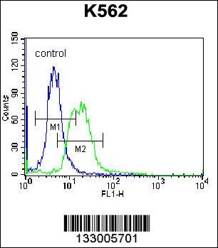 MPP3 Antibody