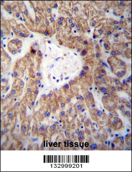 GLYAT Antibody