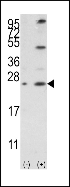 Bcl-w Antibody