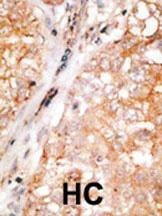 Bcl-w Antibody