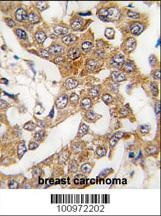 Bcl-w Antibody