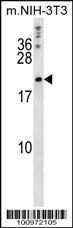 Bcl-w Antibody